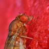 Drosophila immigrans